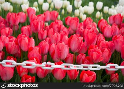 tulips of various colors  in  nature in spring time