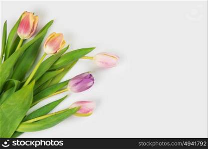 Tulips on darken concrete background. Tulips on white background for Mother&rsquo;s Day, spring time or Easter theme.