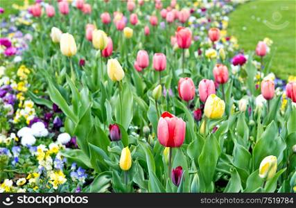 Tulips on flowerbed. Red and yellow blooms outdoors