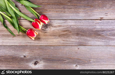 Tulips on rustic wood in upper left corner of frame. Overhead view.