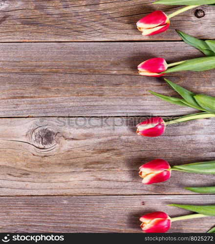 Tulips on rustic wood, right side of frame, in vertical format.