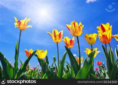 Tulips on sky background. Composition of nature.. Tulips on sky
