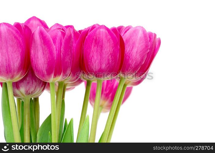 tulips on white background, close up