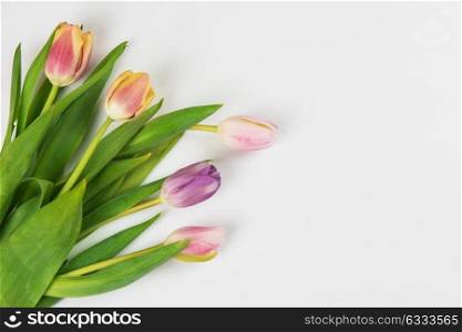 Tulips on white background. Tulips on white background for Mother&rsquo;s Day, spring time or Easter theme.