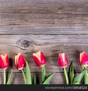 Tulips on wooden board, lower part of frame, for Mothers Day