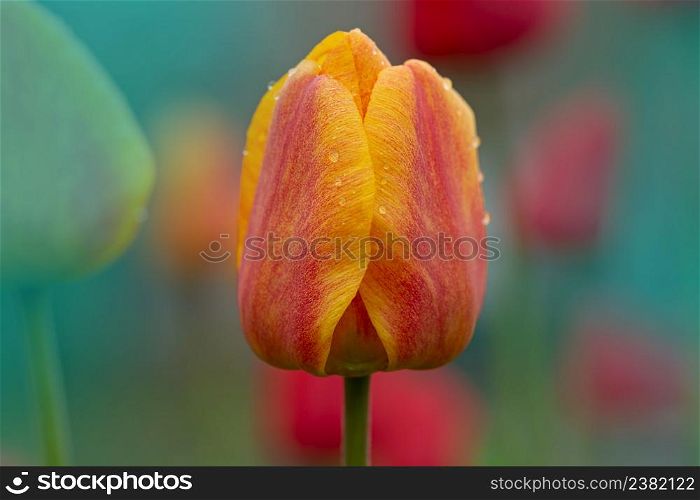Tulips orange plant in garden. Orange tulips blooming. Orange spring tulips