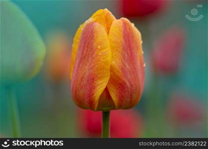 Tulips orange plant in garden. Orange tulips blooming. Orange spring tulips