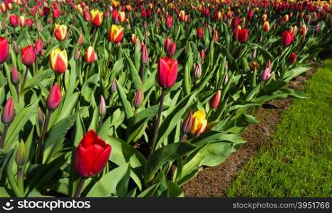tulips over a blue sky background. Fresh spring tulips with sky