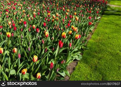 tulips over a blue sky background. Fresh spring tulips with sky