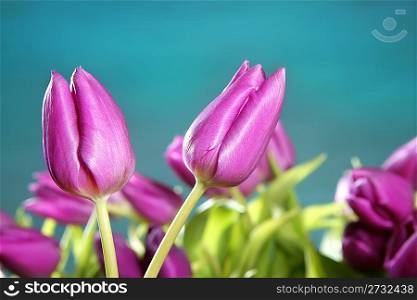 tulips pink flowers blue green studio shot background
