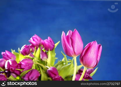 tulips pink flowers on blue studio shot background