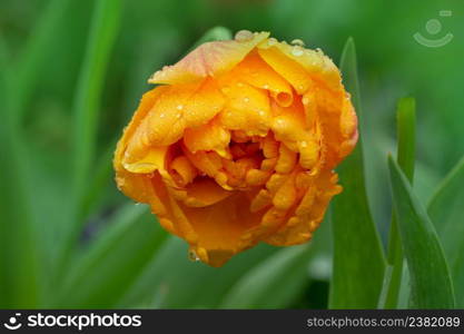 Tulips plant in garden. Double orange tulips blooming. Bunch of duo double orange spring tulips