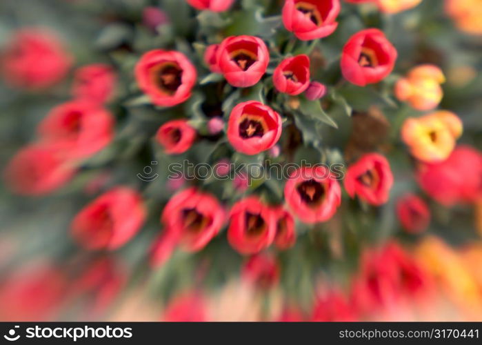 Tulips Seen From Above