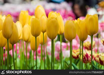 Tulips. Spring flower. beautiful flowers