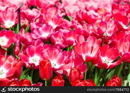 Tulips. Spring flower. beautiful flowers