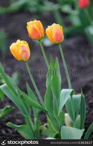 Tulips. Spring flowers blossoming on a bed