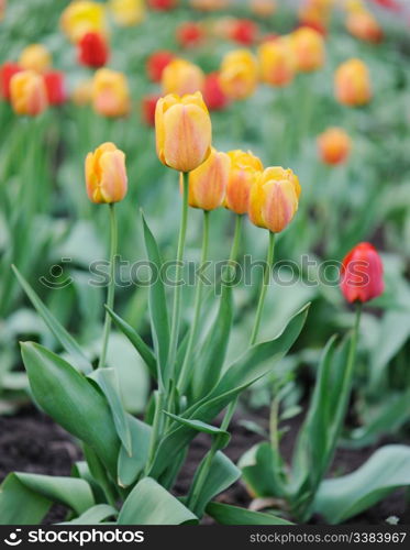 Tulips. Spring flowers blossoming on a bed