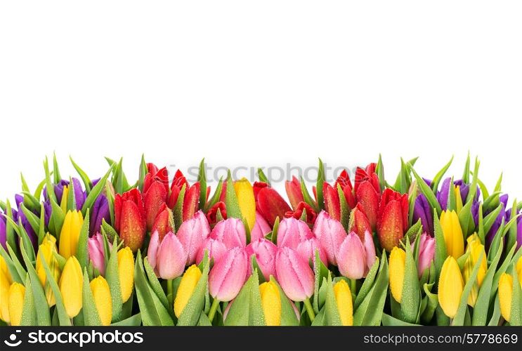 tulips. spring flowers with water drops on white background