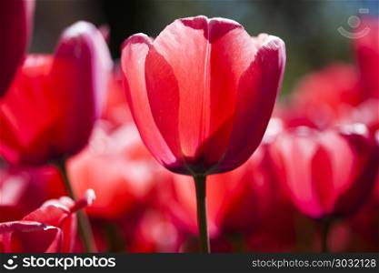 Tulips , the flowers in the garden , early spring. Colorful spring tulips and flowers