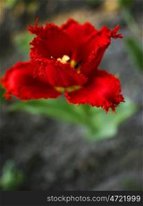 Tulpe-Barbados. red tulip Barbados on sandy soil