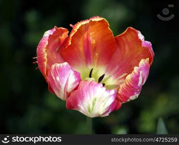 Tulpe-gefranst. Tulip white and orange with fringed edges