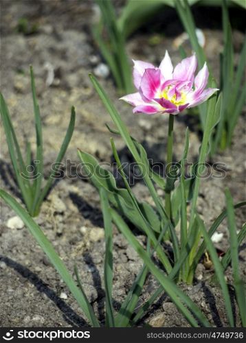 Tulpe-lilaweiss-Sandboden. Purple and white tulip in sandy soil