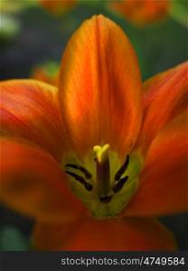 Tulpe-Orange-Emperor-Detail. Detail of a tulip orange Orange Emperor