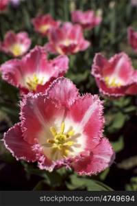 Tulpe-rosa-gefranst. Tulips in pink and white with fringed edges