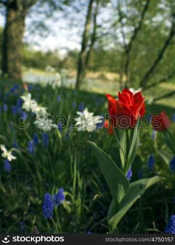 Tulpe-rot-Fluss. Tulips, daffodils and hyacinths in a river