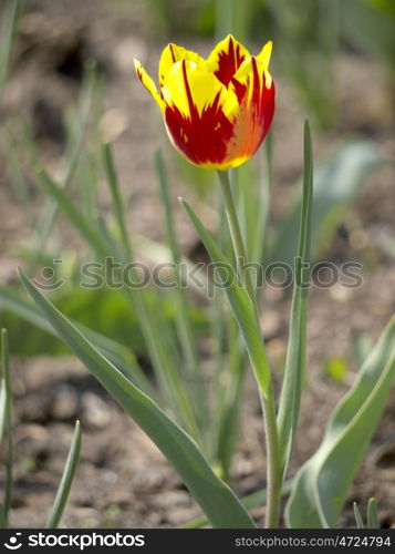 Tulpe-Sandboden. Tulip yellow and red sandy soil