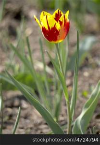Tulpe-Sandboden. Tulip yellow and red sandy soil