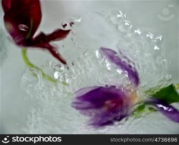Tulpe-Strudel. tulips in water with bubbles
