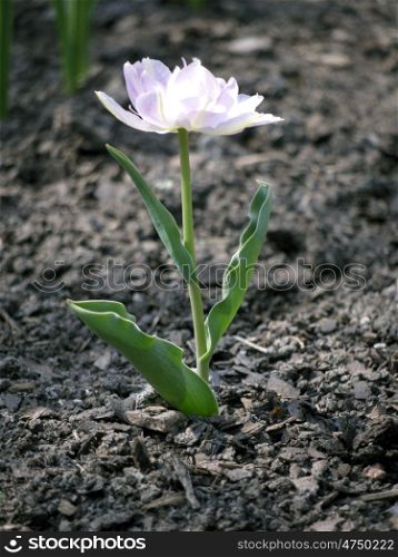 Tulpe-weissrosa. Tulip white and pink on sandy soil