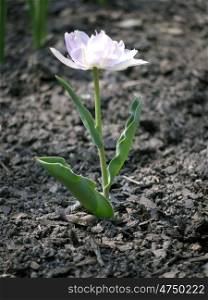Tulpe-weissrosa. Tulip white and pink on sandy soil
