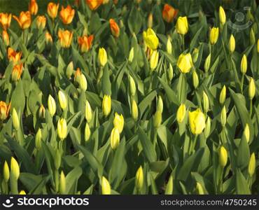Tulpen-gelb-orange. Orange and yellow tulips in a bed