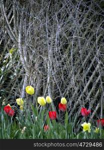 Tulpen-Holzspalier. Tulips in red and yellow before a wooden trellis