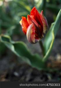 Tulpenbluete-orangegelb-Sand. Yellow and orange tulip on sandy soil