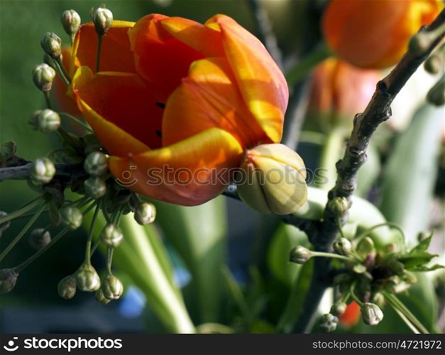 Tulpengesteck. orange tulips in a flower arrangement