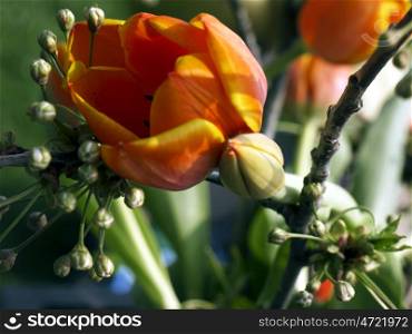 Tulpengesteck. orange tulips in a flower arrangement