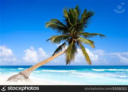 Tulum Caribbean turquoise beach palm tree in Riviera Maya of Mayan Mexico