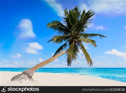 Tulum Caribbean turquoise beach palm tree in Riviera Maya of Mayan Mexico