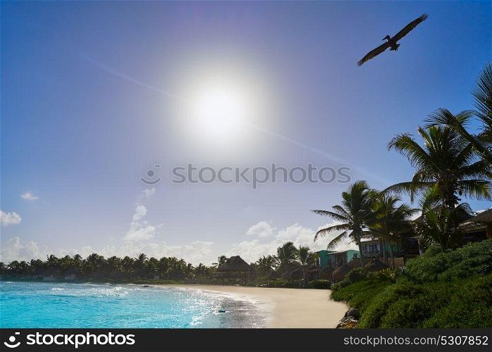 Tulum Caribbean turquoise beach pelican in Riviera Maya of Mayan Mexico