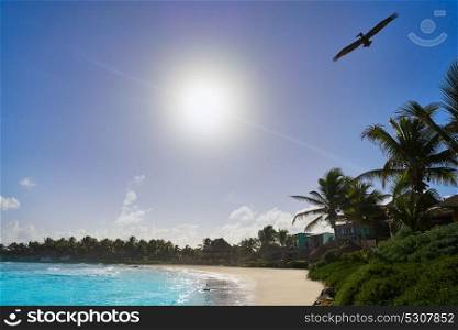 Tulum Caribbean turquoise beach pelican in Riviera Maya of Mayan Mexico