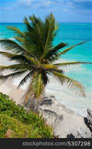 Tulum turquoise beach palm tree in Riviera Maya at Mayan Mexico