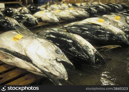 Tuna Fish at the Tsukiji Fishmarket in the City of Tokyo in Japan in Asia,&#xA;&#xA;&#xA;&#xA;