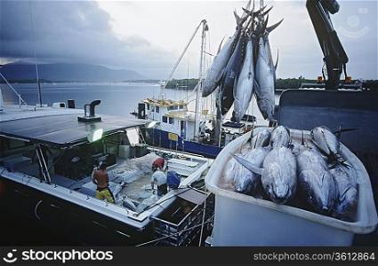 Tuna fish in container on fishing boat, dawn, Cairns, Australia