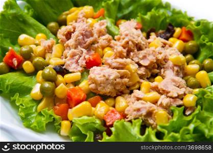 tuna salad with mais on white shell dish isolated on white
