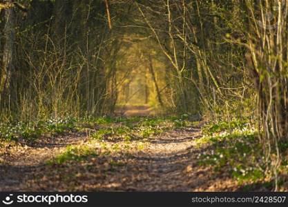 Tunnel path in the forest lit by the sun, spring day