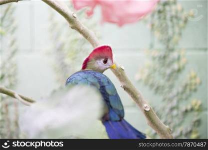 Turaco, Tauraco erythrolophus perched on a branch