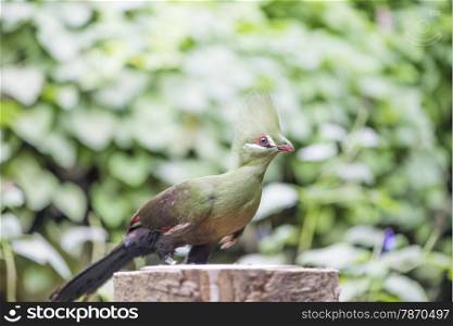 Turaco, Tauraco erythrolophus perched on a branch